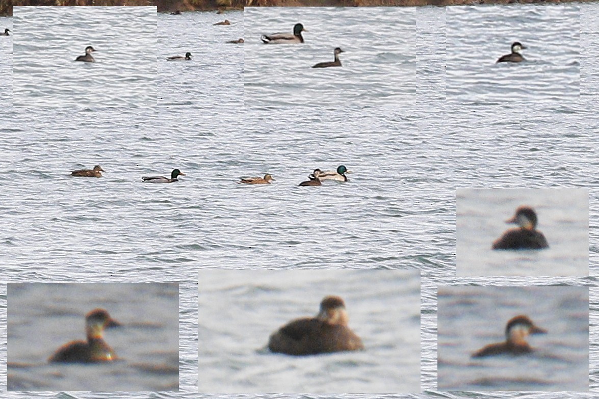 Common Scoter - ML645395982