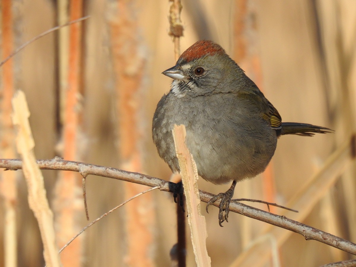 Green-tailed Towhee - ML645395986