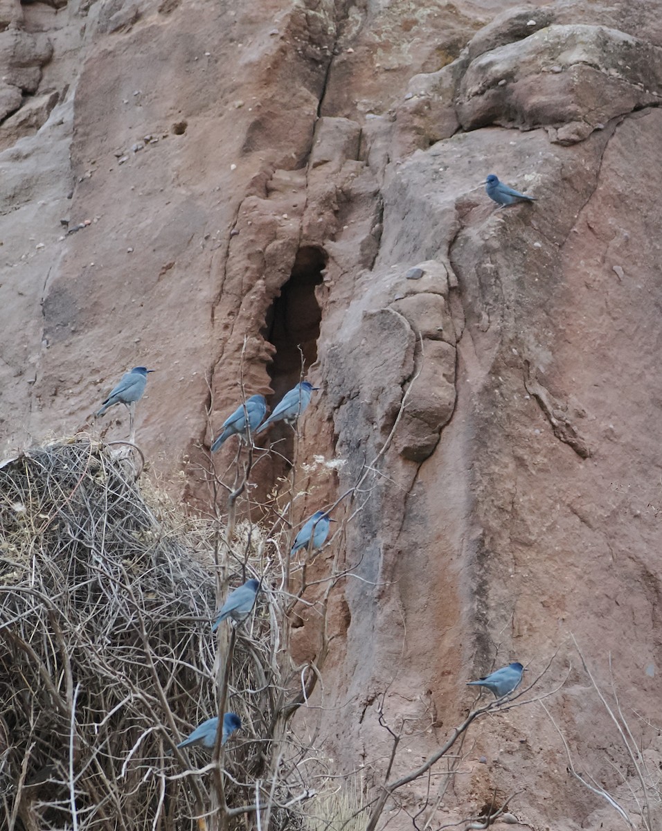 Pinyon Jay - ML645395987