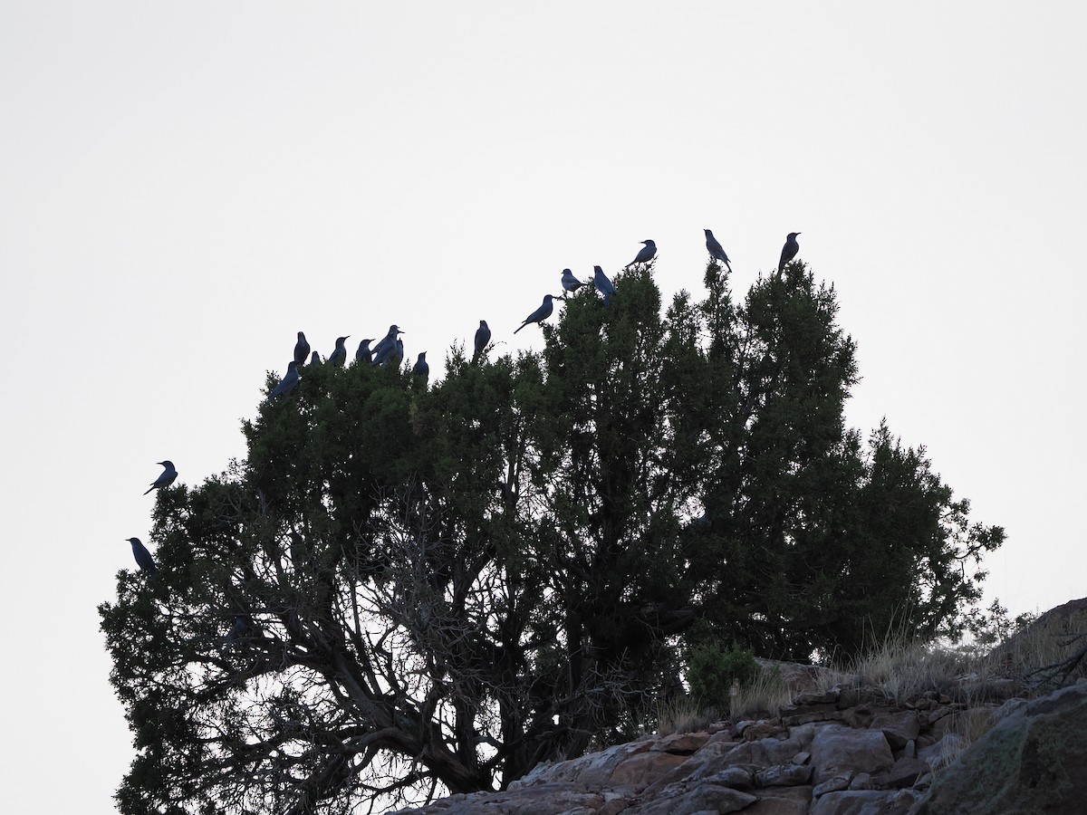 Pinyon Jay - ML645395988