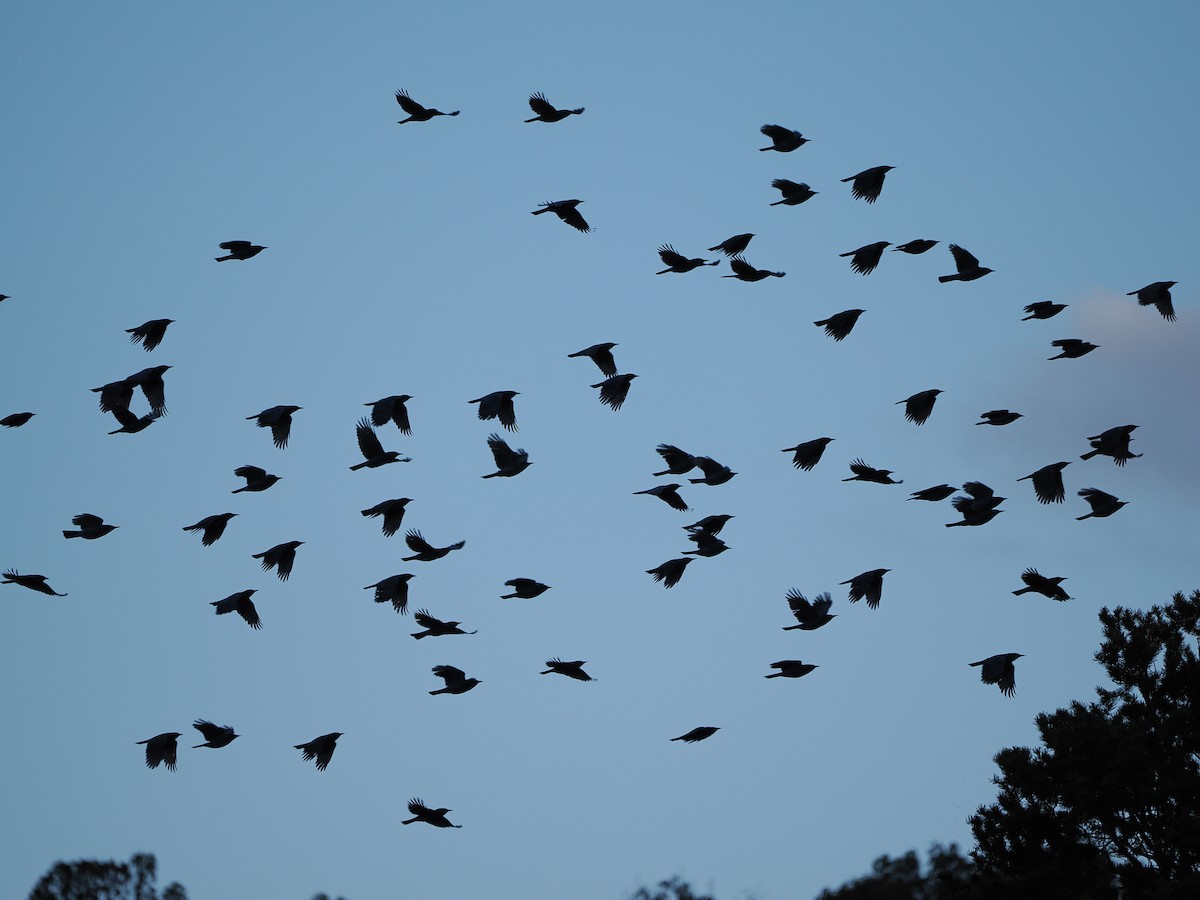 Pinyon Jay - ML645395989