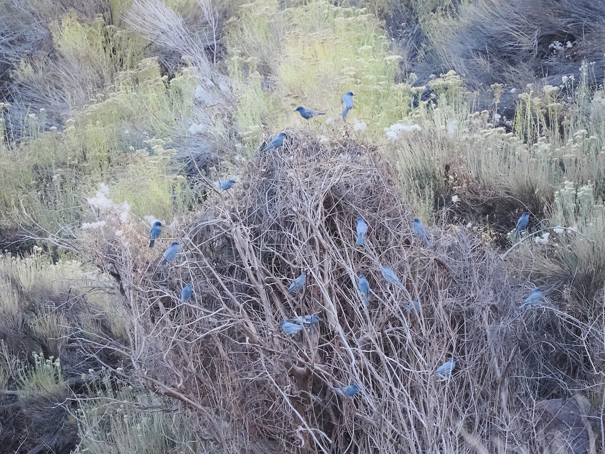 Pinyon Jay - ML645395991