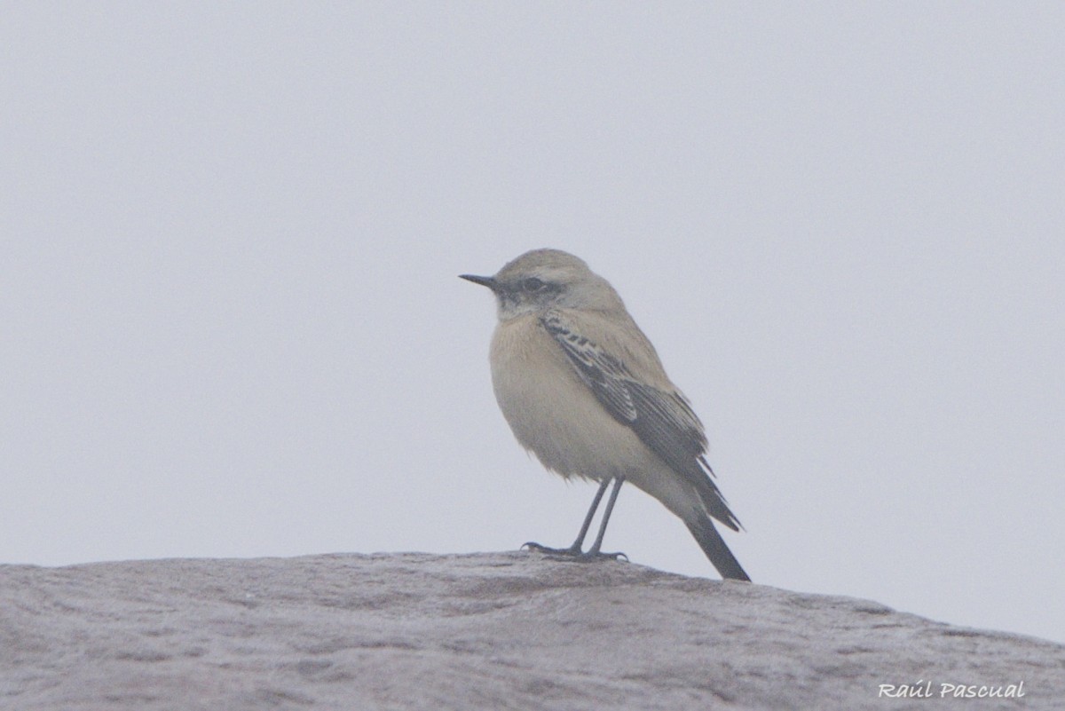 Desert Wheatear - ML645395996