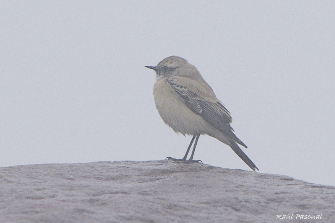 Desert Wheatear - ML645395997