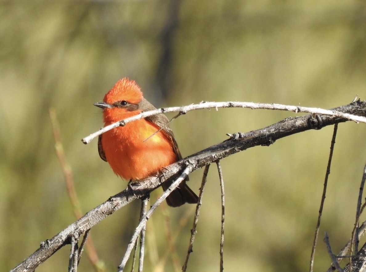 Vermilion Flycatcher - ML645396000
