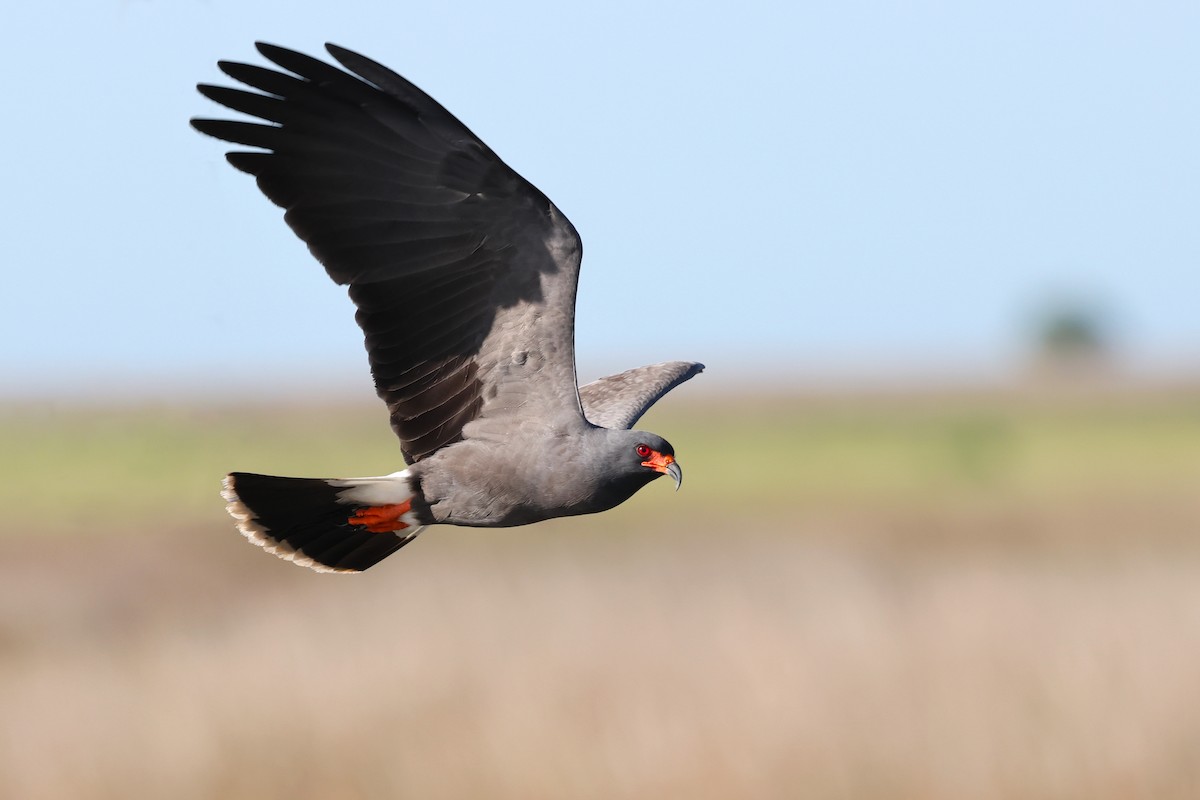 Snail Kite - ML645396004