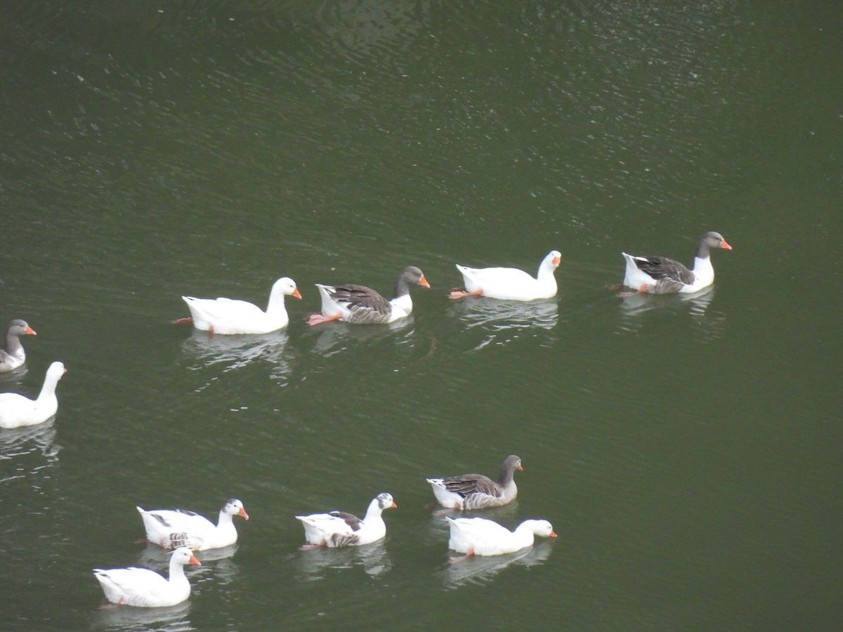 Oie cendrée (forme domestique) - ML645396005