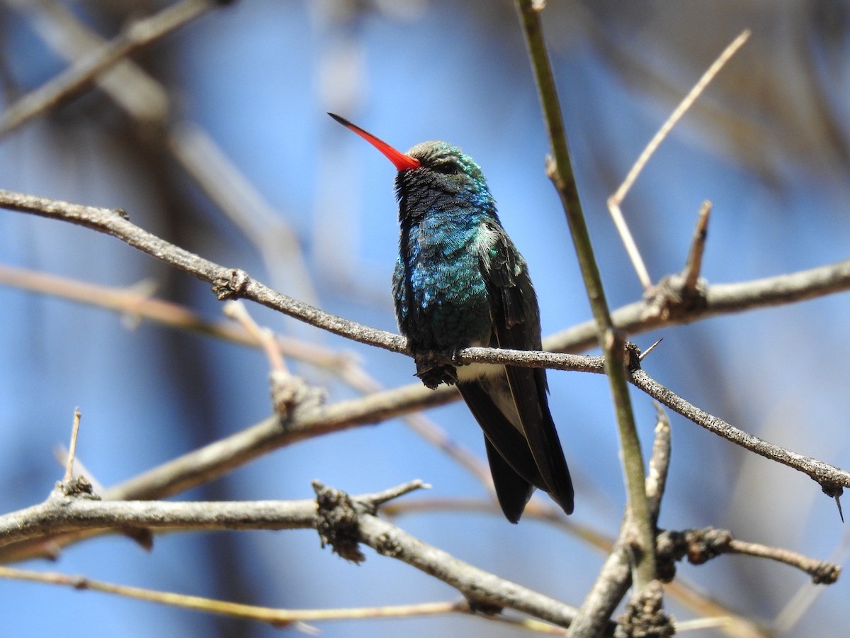 kolibřík širokozobý - ML645396012