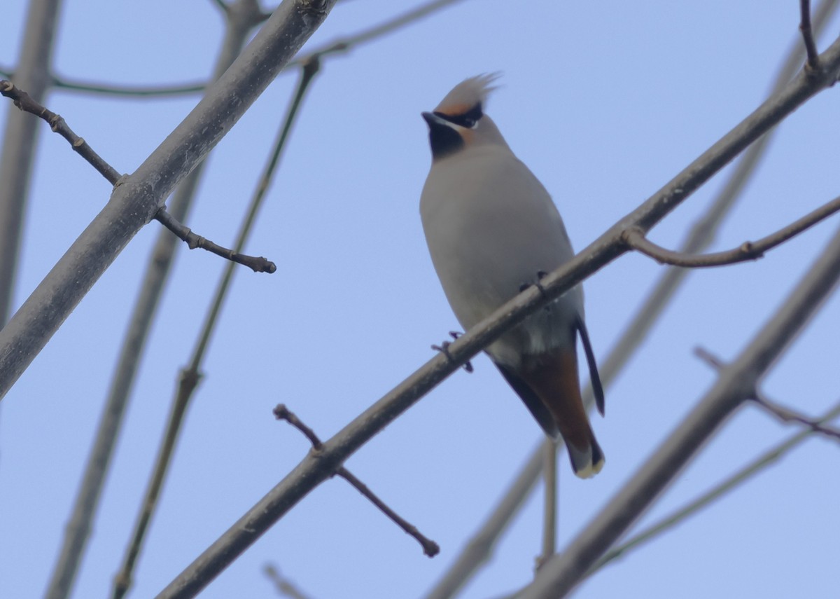 Bohemian Waxwing - ML645396021