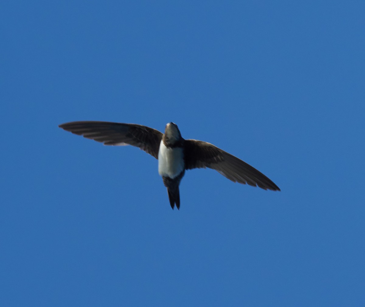 Alpine Swift - ML645396022