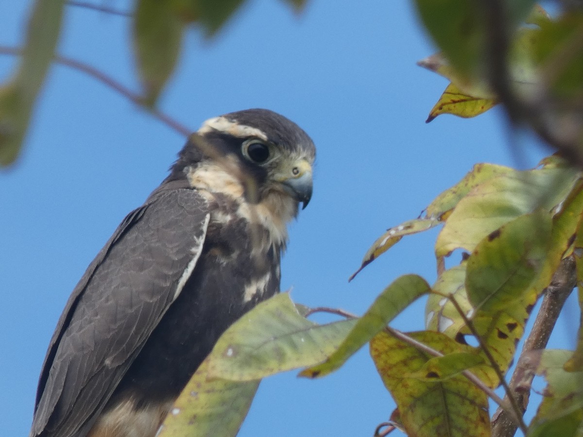 Aplomado Falcon - ML645396026