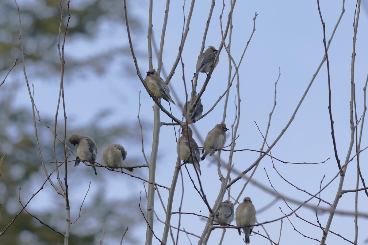 Cedar Waxwing - ML645396029