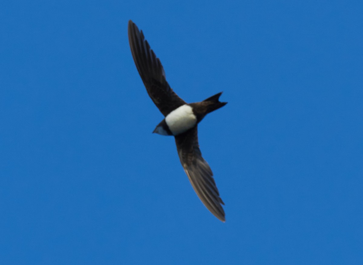 Alpine Swift - ML645396030
