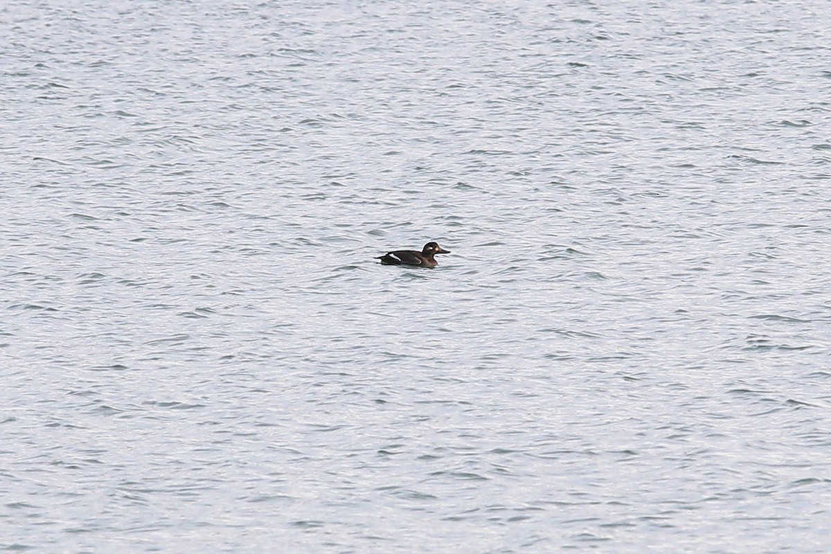 Velvet Scoter - ML645396036