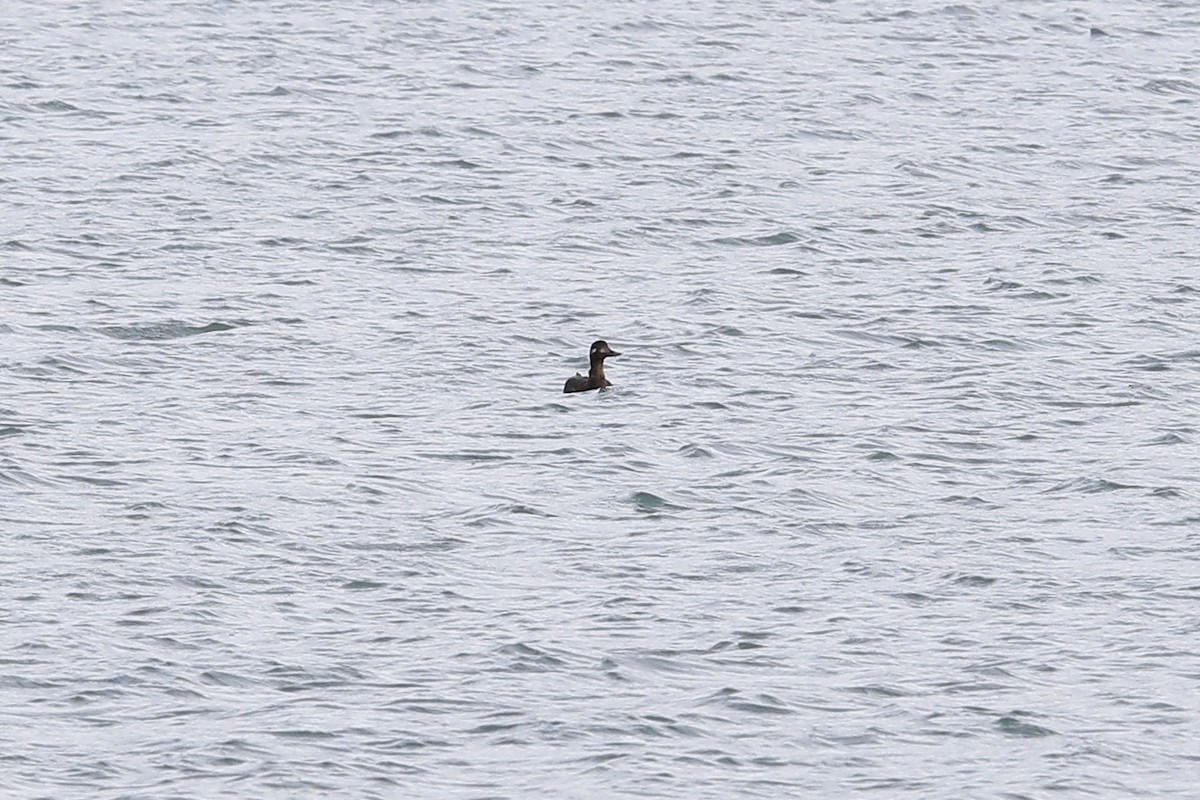Velvet Scoter - ML645396044