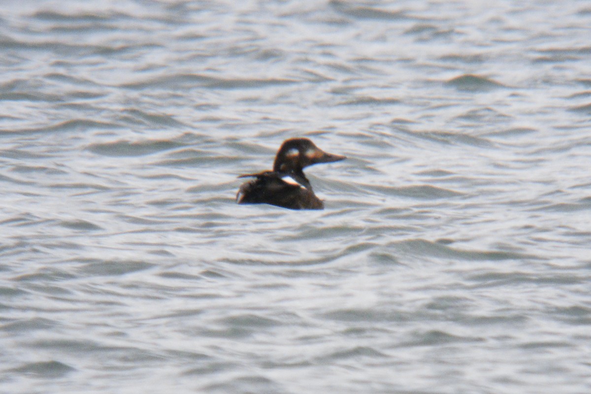 Velvet Scoter - ML645396052