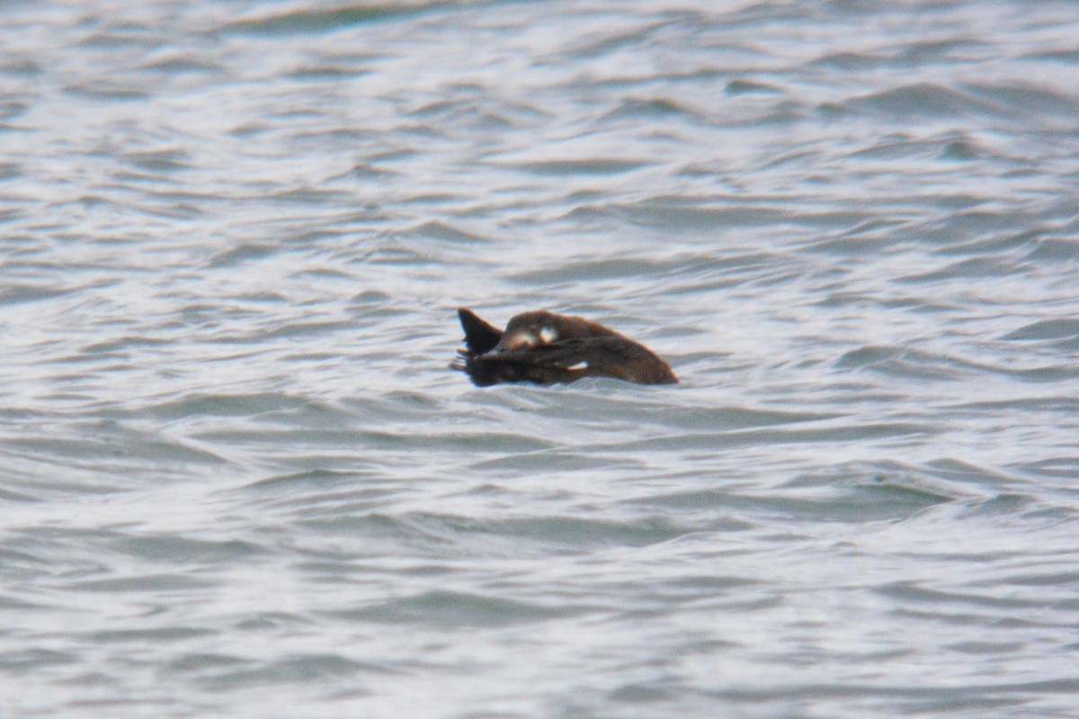 Velvet Scoter - ML645396053