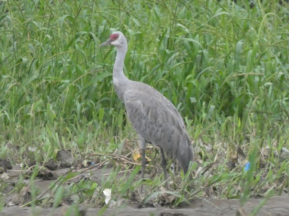 Sandhill Crane - ML645396067
