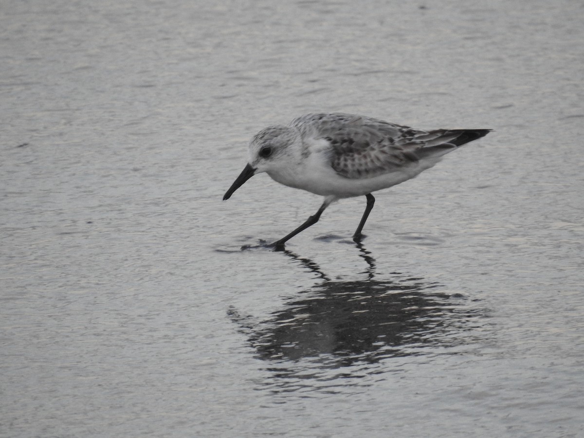 Sanderling - ML645396071