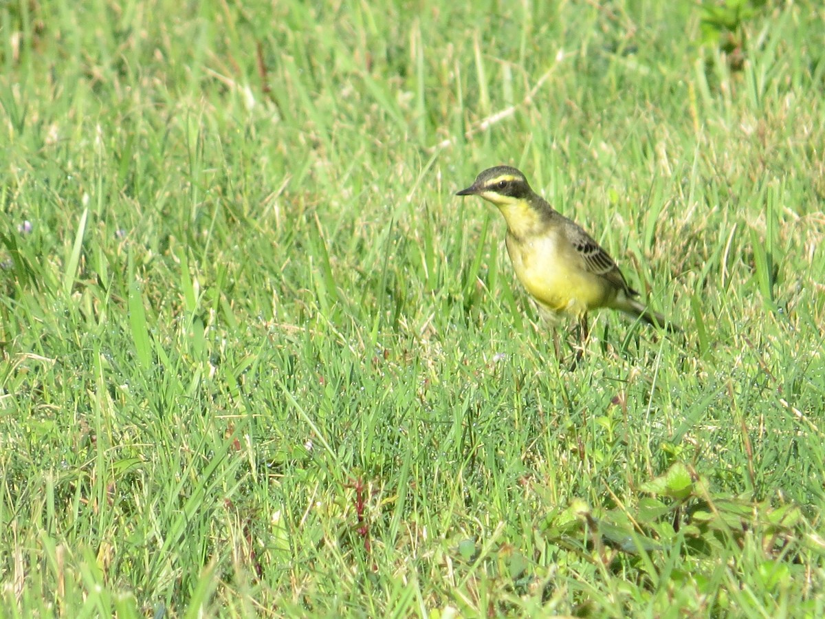 Eastern Yellow Wagtail - ML645396082