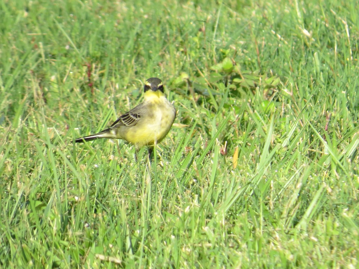 Eastern Yellow Wagtail - ML645396083
