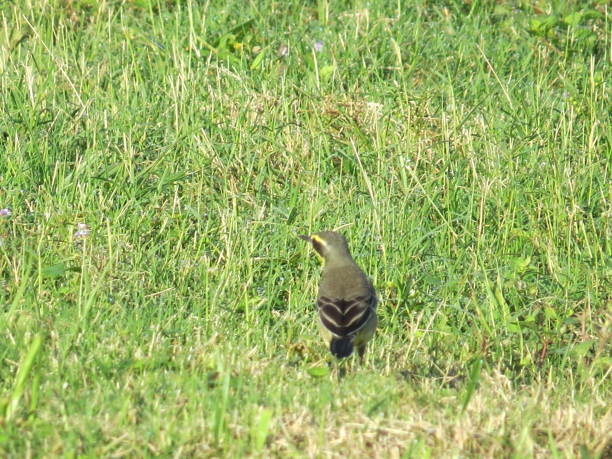 Eastern Yellow Wagtail - ML645396084