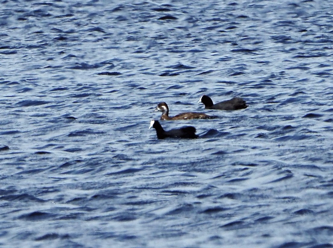 Southern Pochard - ML645396087