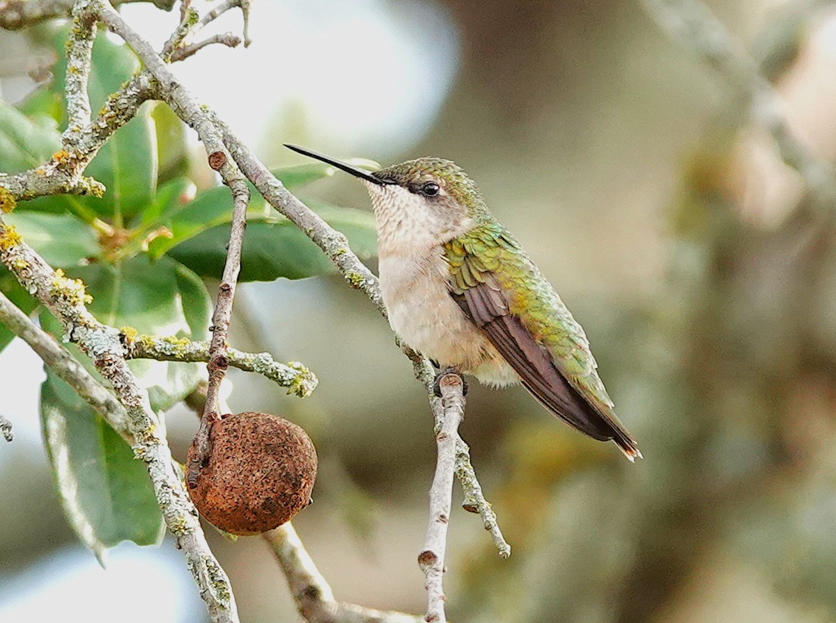 Рубиновогорлый колибри - ML645396093