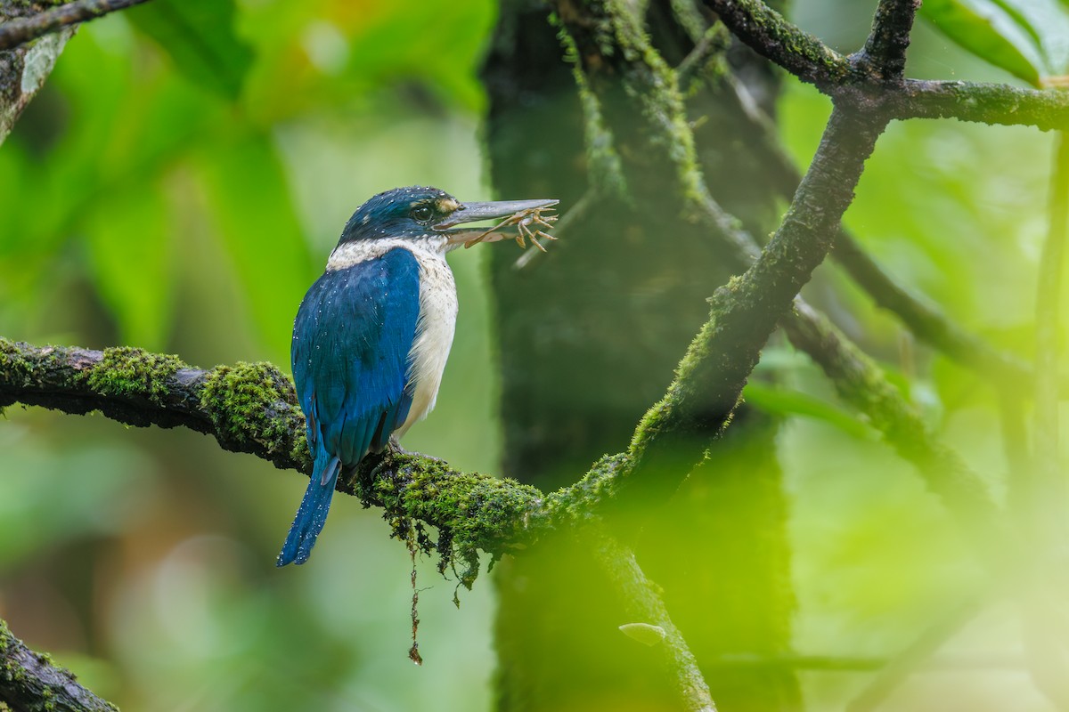 Collared Kingfisher - ML645396094