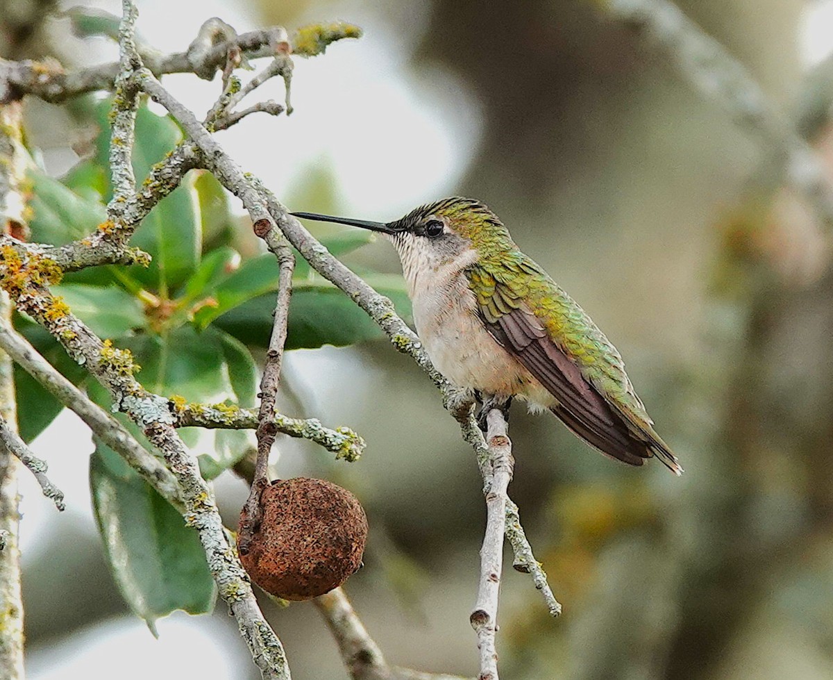 Рубиновогорлый колибри - ML645396095