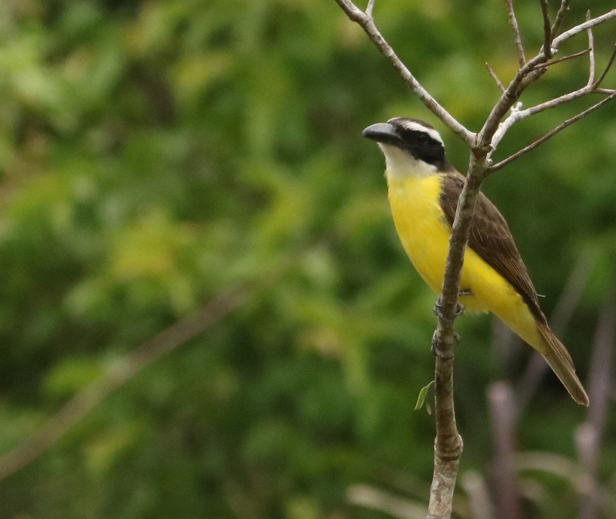 Boat-billed Flycatcher - ML645396099