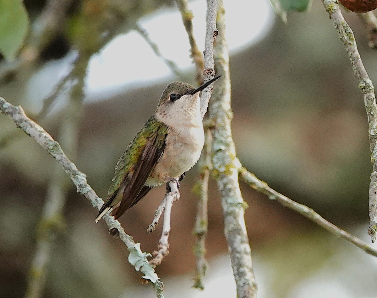 Рубиновогорлый колибри - ML645396104