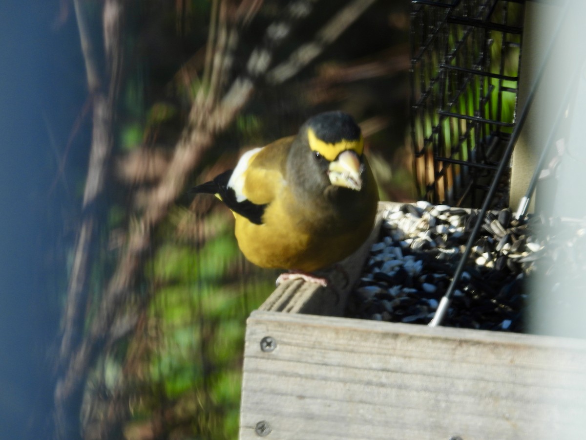 dlask žlutočelý - ML645396111