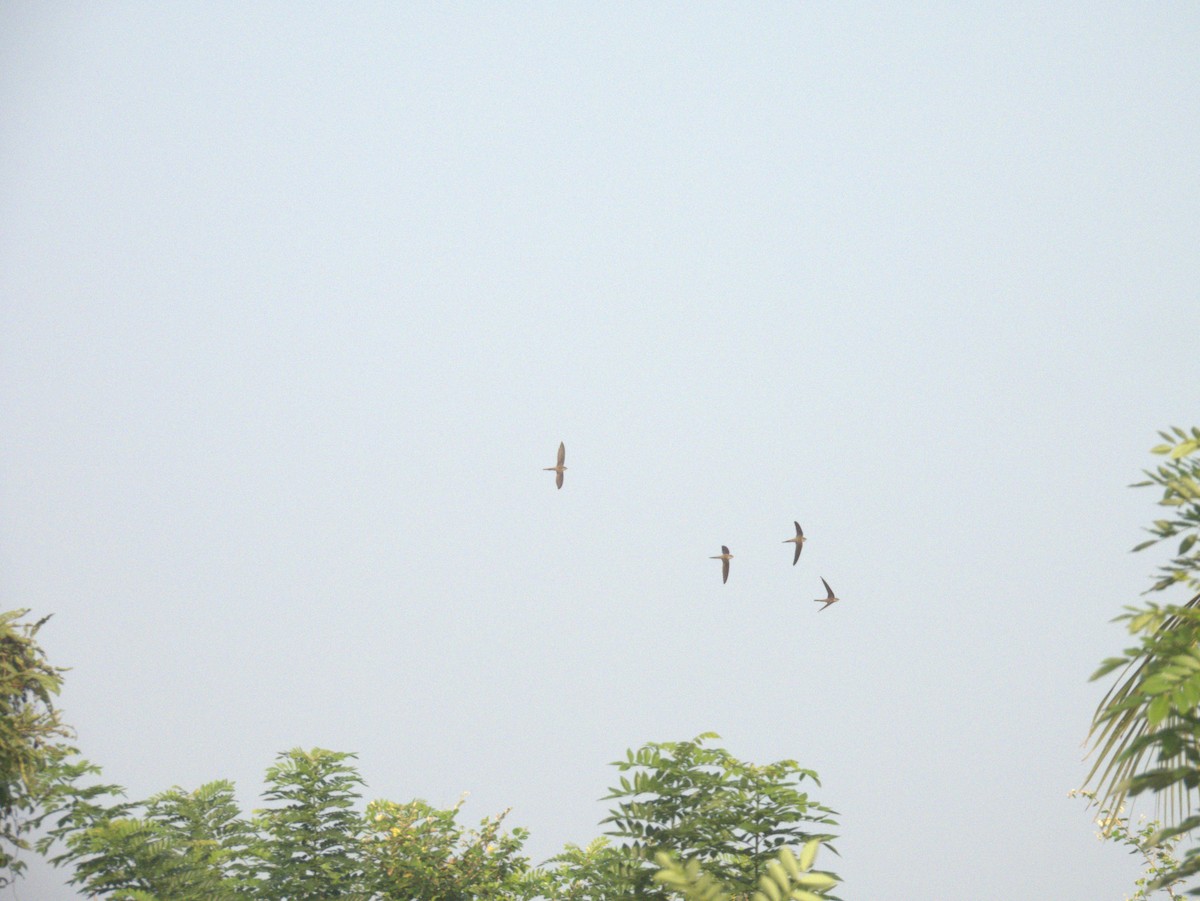 Bengalensegler - ML645396112