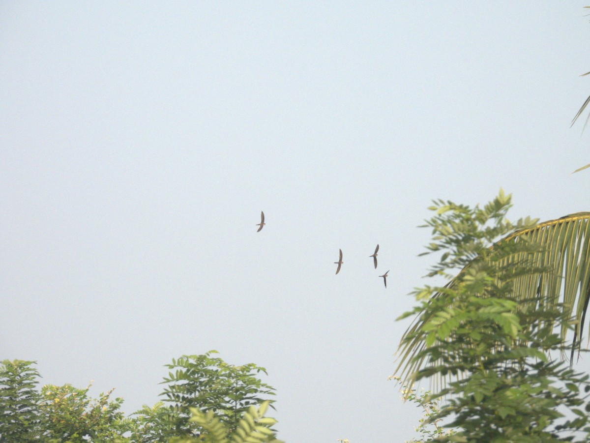 Bengalensegler - ML645396113