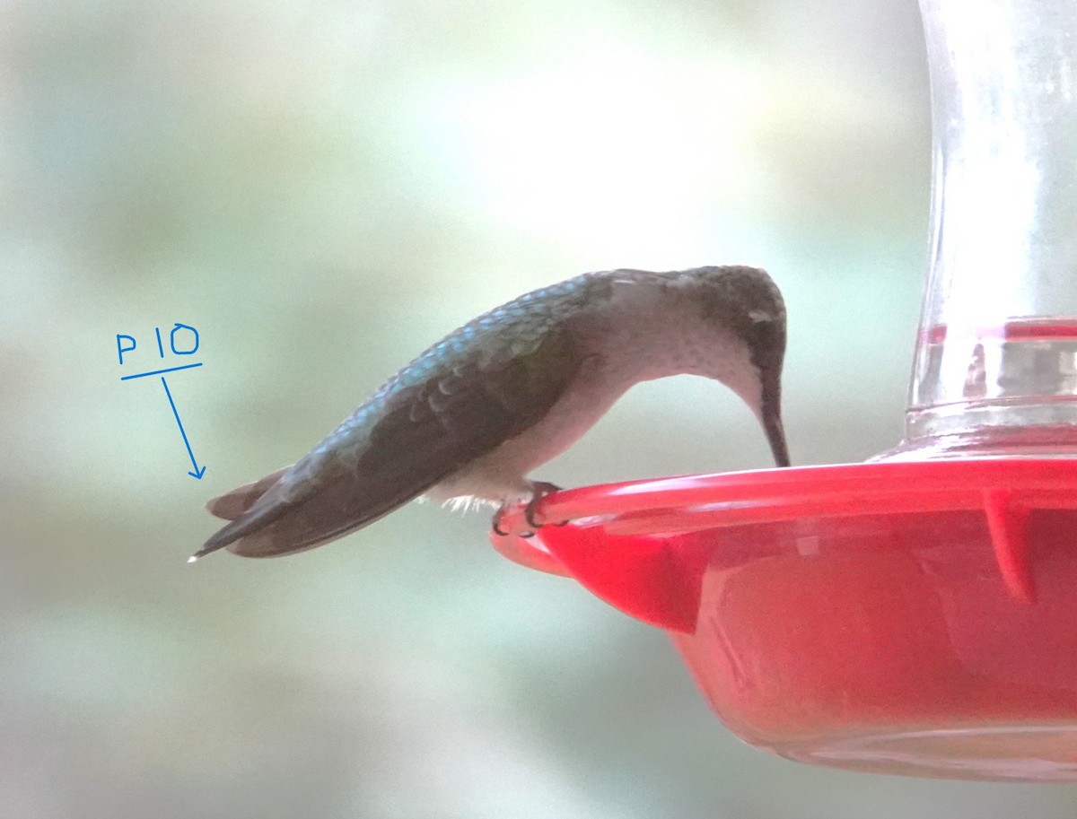 Рубиновогорлый колибри - ML645396114