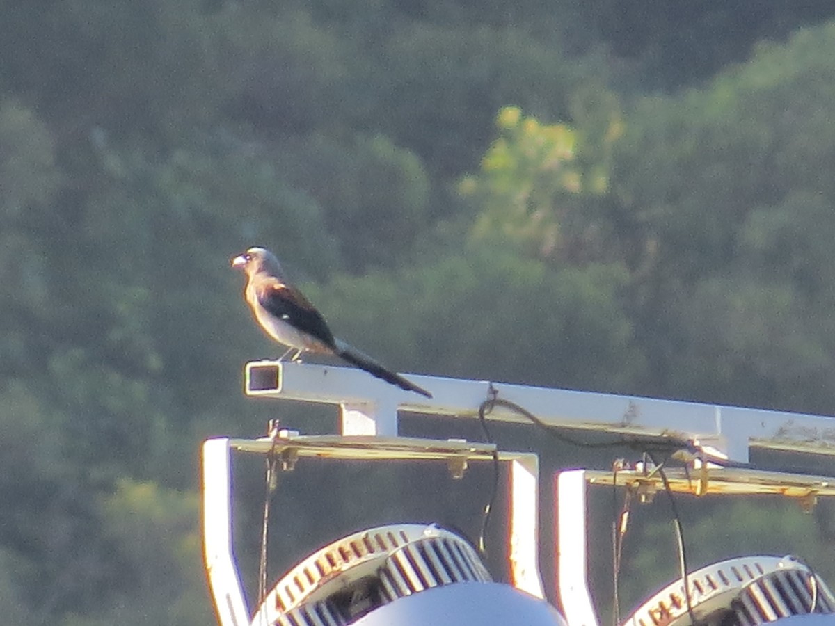 Gray Treepie - ML645396135