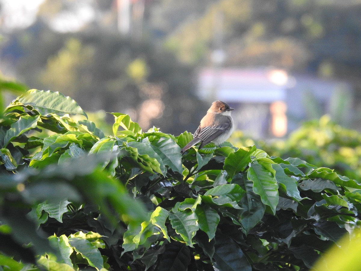 Eastern Phoebe - ML645396136