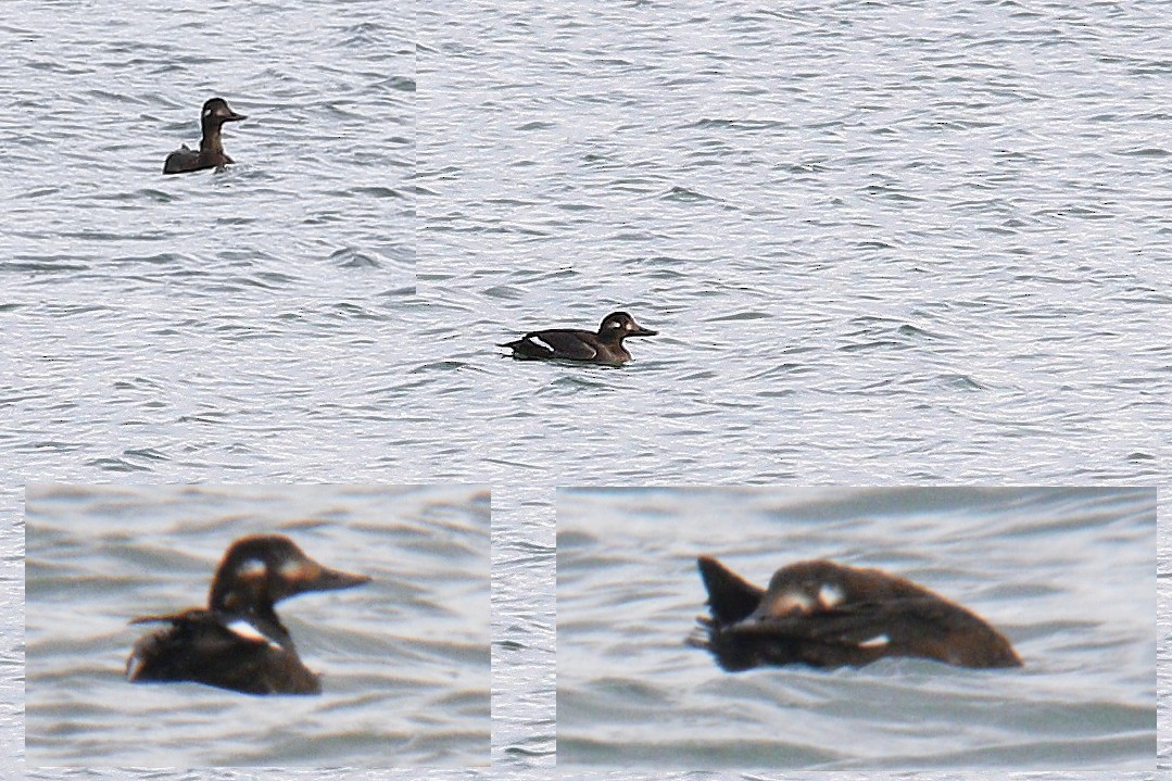 Velvet Scoter - ML645396152