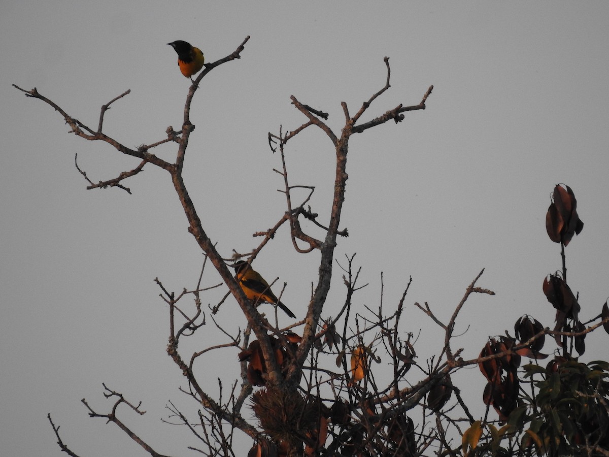 Audubon's Oriole - ML645396155