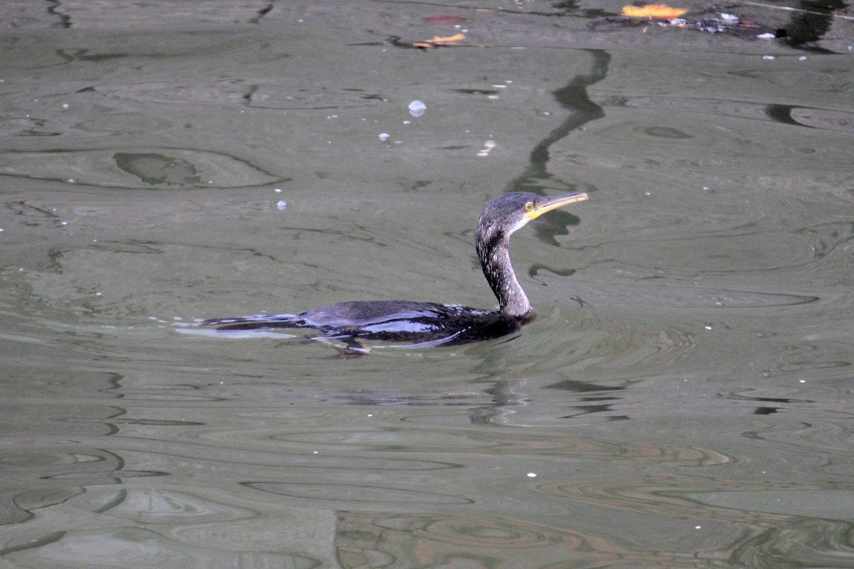 European Shag - ML645396170