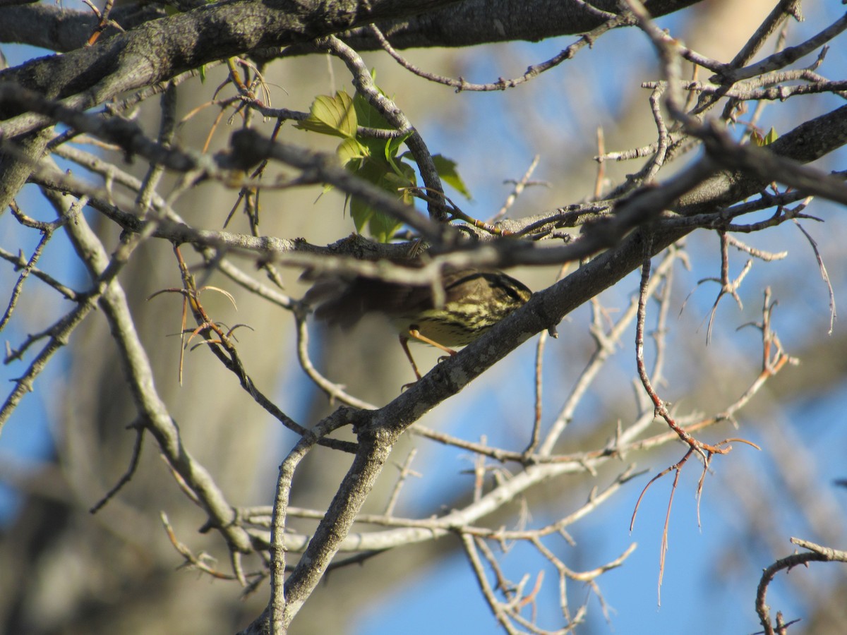 Northern Waterthrush - ML645396174