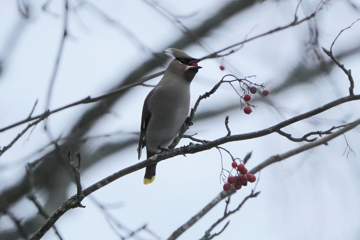 Bohemian Waxwing - ML645396176