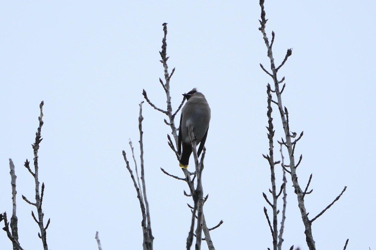 Bohemian Waxwing - ML645396177