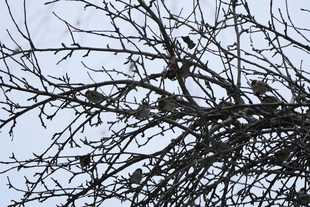 Ağaç Serçesi - ML645396179