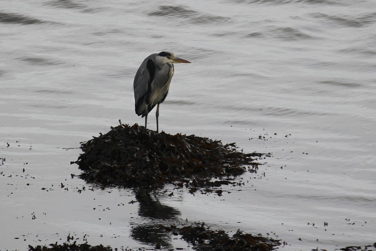 Gray Heron - ML645396180