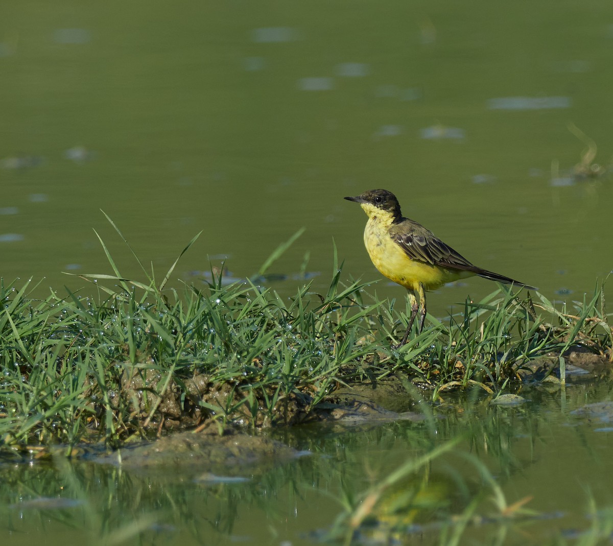 Western Yellow Wagtail (feldegg) - ML645396181