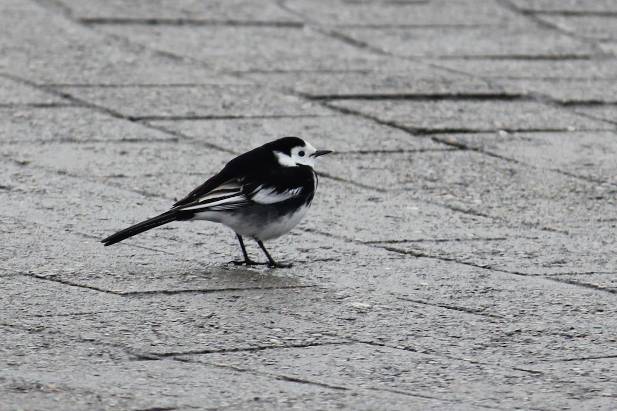 White Wagtail - ML645396196