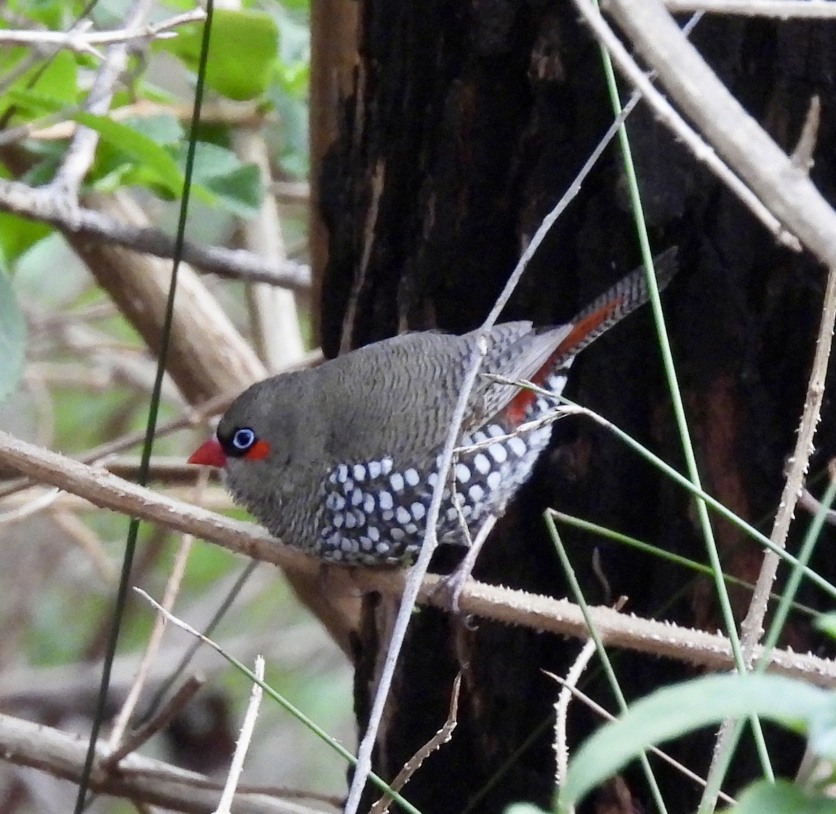 Red-eared Firetail - ML645396202