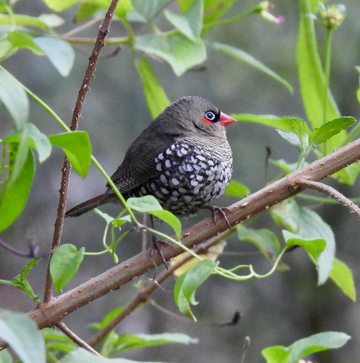 Red-eared Firetail - ML645396207